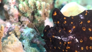 0303_Black frogfish fishing