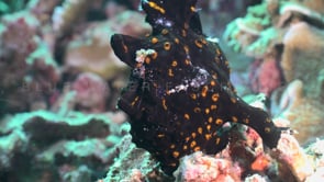 0304_Black Frogfish turning