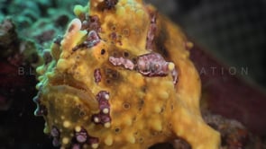 0305_yellow frogfish and sea snake