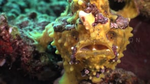 0306_yellow frogfish close up