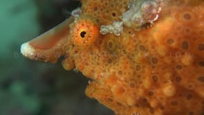 0097_Orange warty frogfish super close up