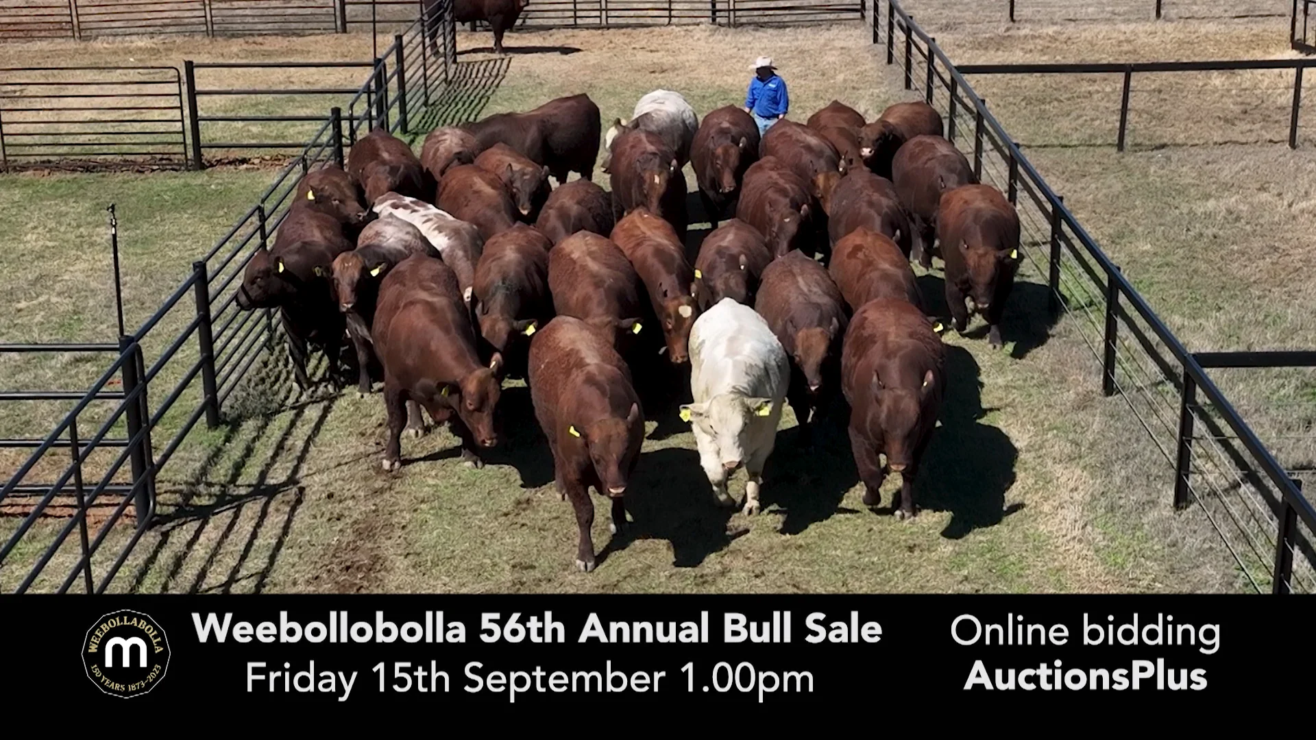 Weebollabolla Bull Sale 2023 TVC on Vimeo