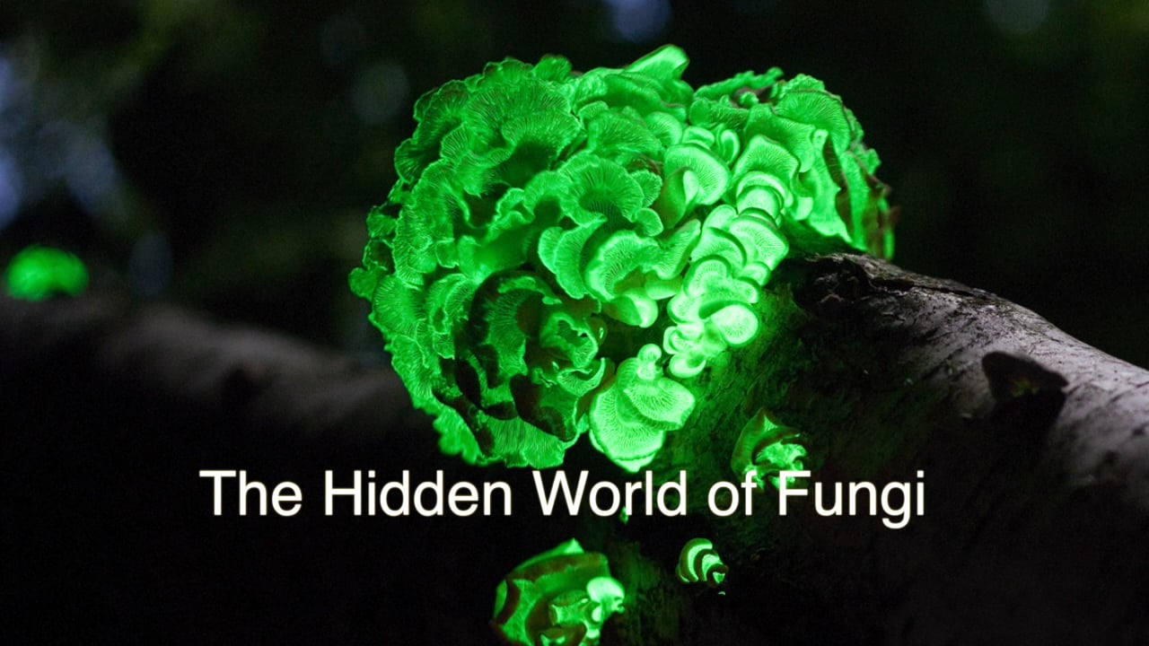 The Hidden World of Fungi on Vimeo