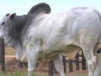 Lote 07