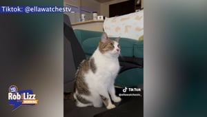 This Cat Watches Cartoons!!!