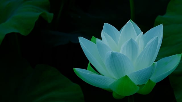 lotus-petals-03-04-05-06