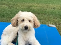 GoldenDoodle - Minnie
