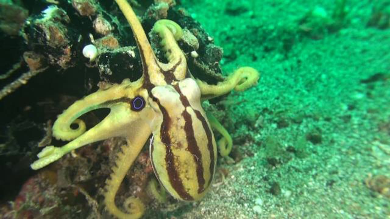Mototi Octopus