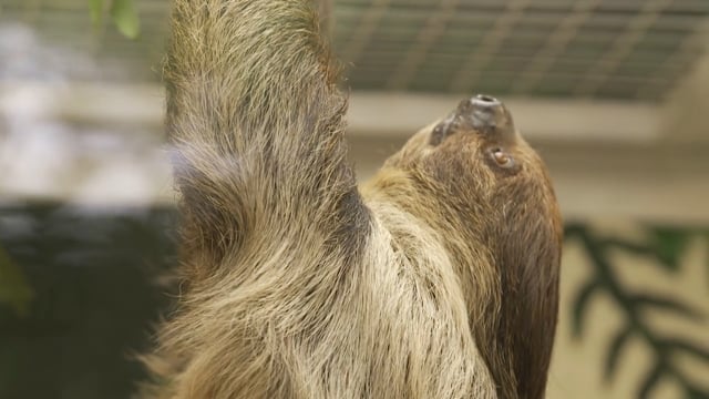 New Sloth Habitat Opens at Reid Park Zoo