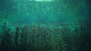 1353_Underwater plants Cenote Carwash, Yucatan Mexico