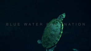 1355_Freshwater turtle close up swimming in Cenote, Yucatan Mexico