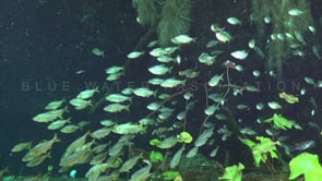 1360_fresh water fish swimming in cenote Yucatan Mexico