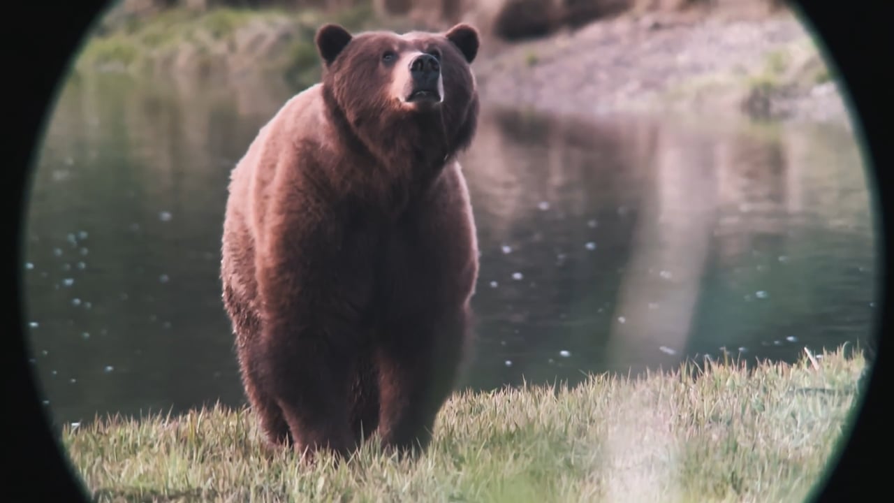 Busted by Bear