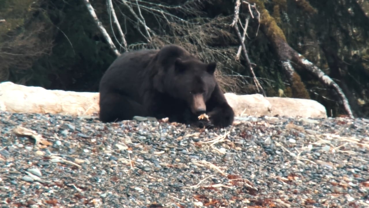 Bear Snacking
