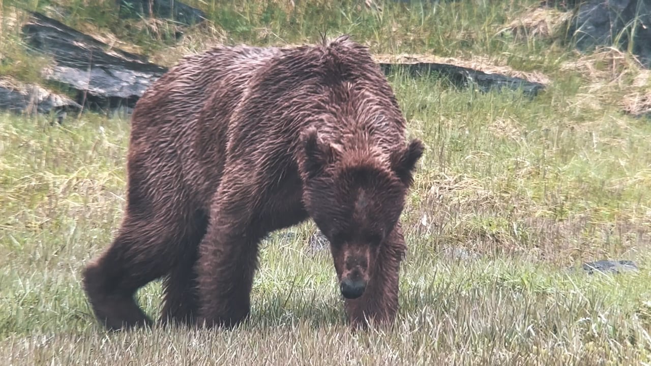 Bear in rain