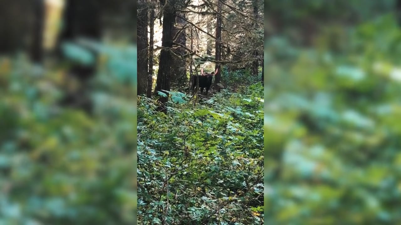 Big Moose