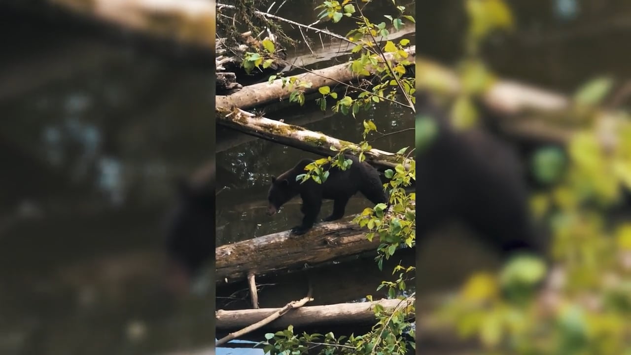 Close to tree stand