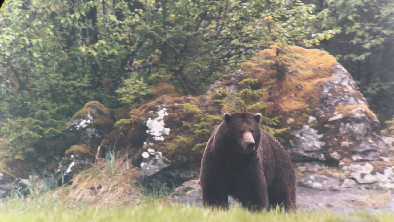Massive Brown Bear
