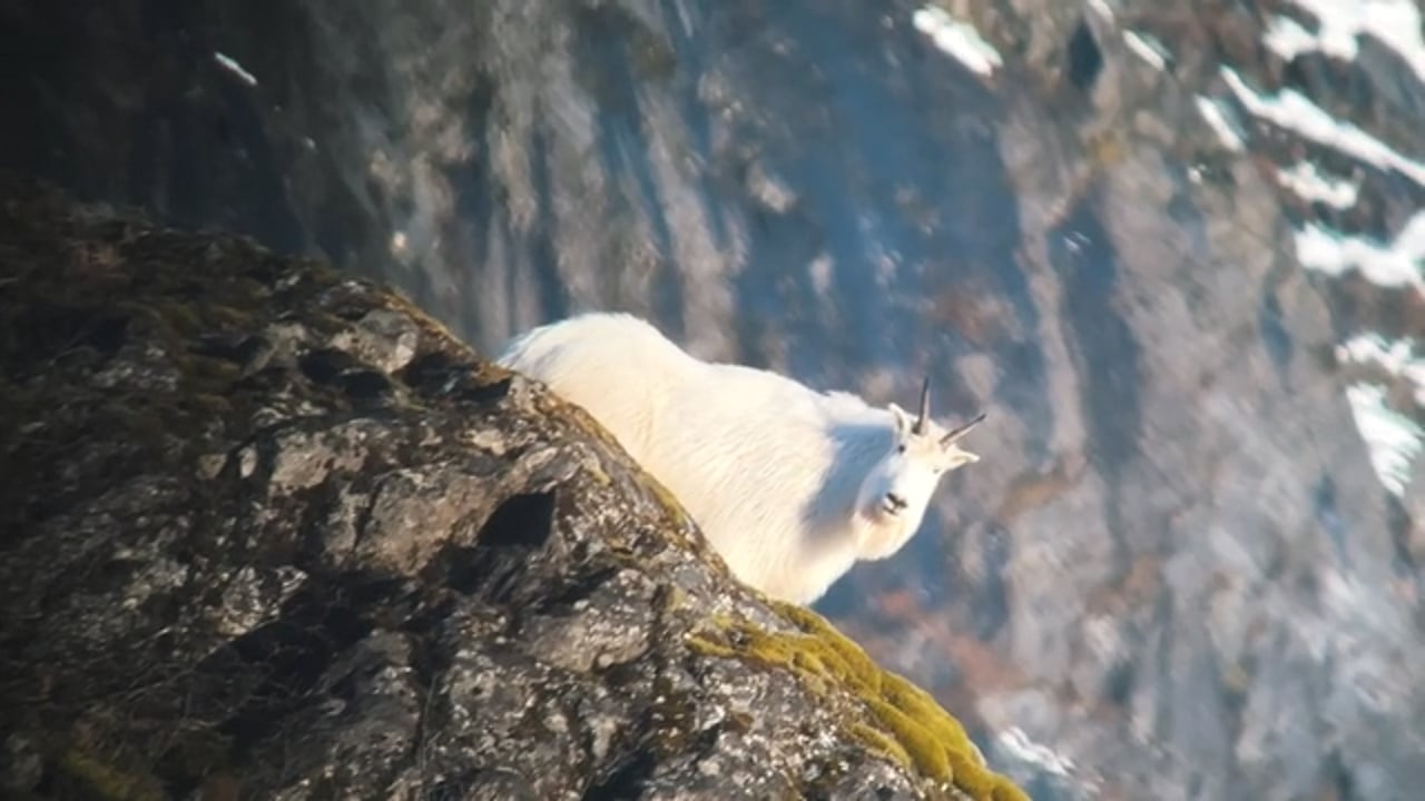 Mountain Goat on the edge