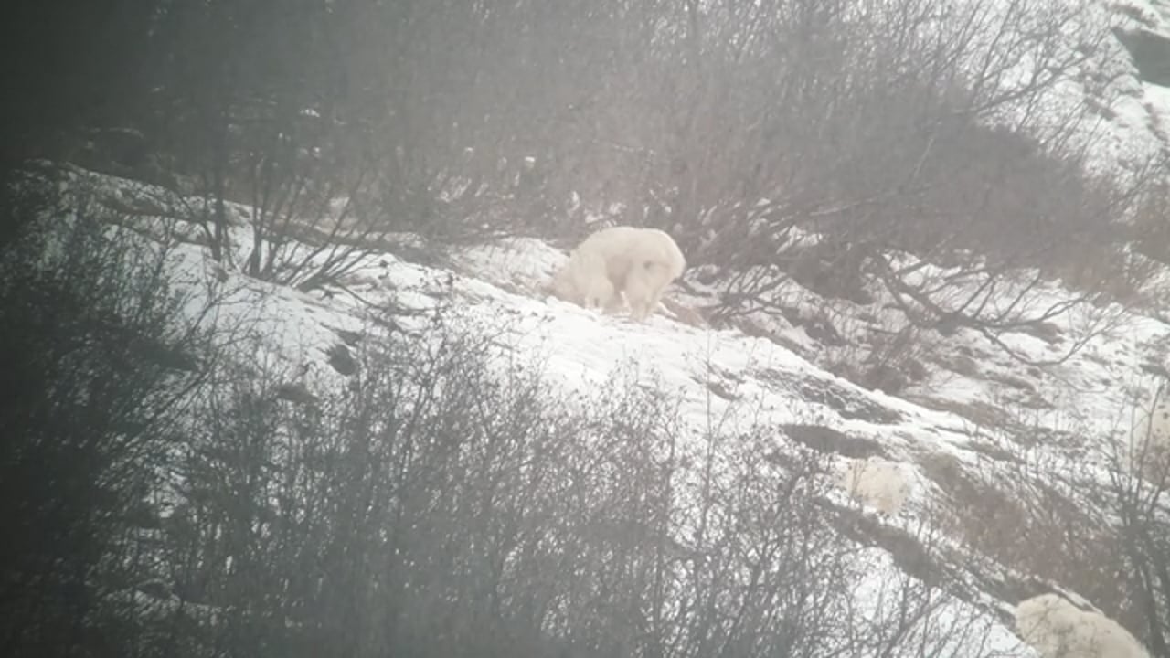 Mountain Goat scratching