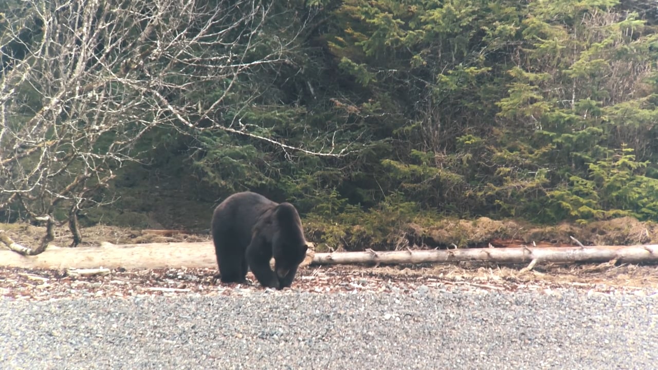 Bear searching