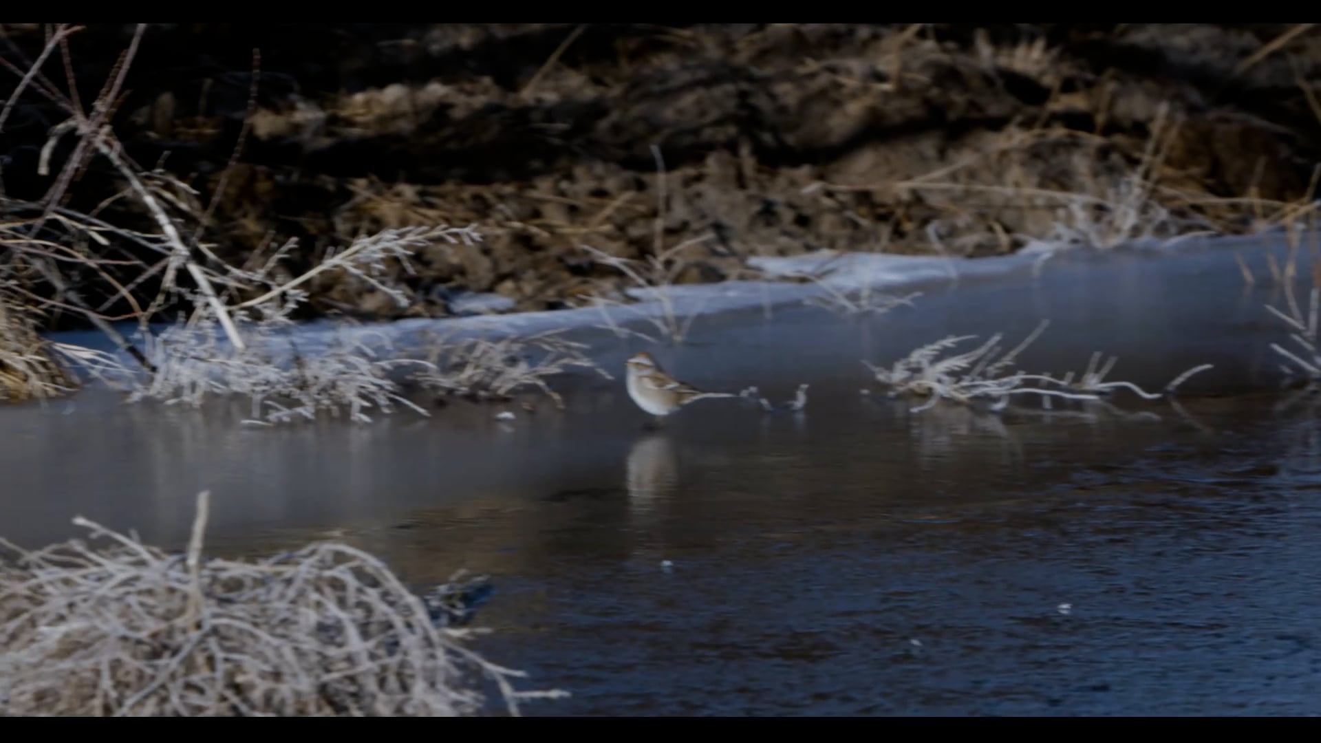 100% Raptor - Kansas