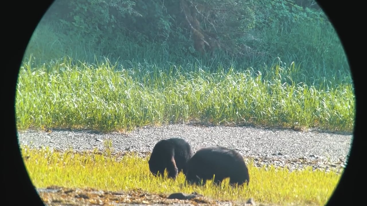 Two Bears