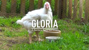 Rescue of a chicken thrown alive like trash by a factory farmer: Gloria is a survivor of the meat industry