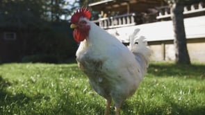 From suffering in a German factory farm, to enjoy their lives after their rescue