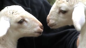 Open rescue of a sheep and her two lambs