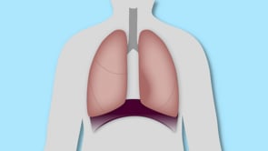 How the Lung Functions