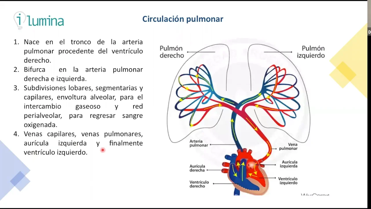 Circulación pulmonar