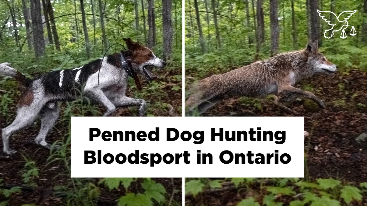 Shocking Exposé: Penned Dog Hunting in Ontario on Vimeo