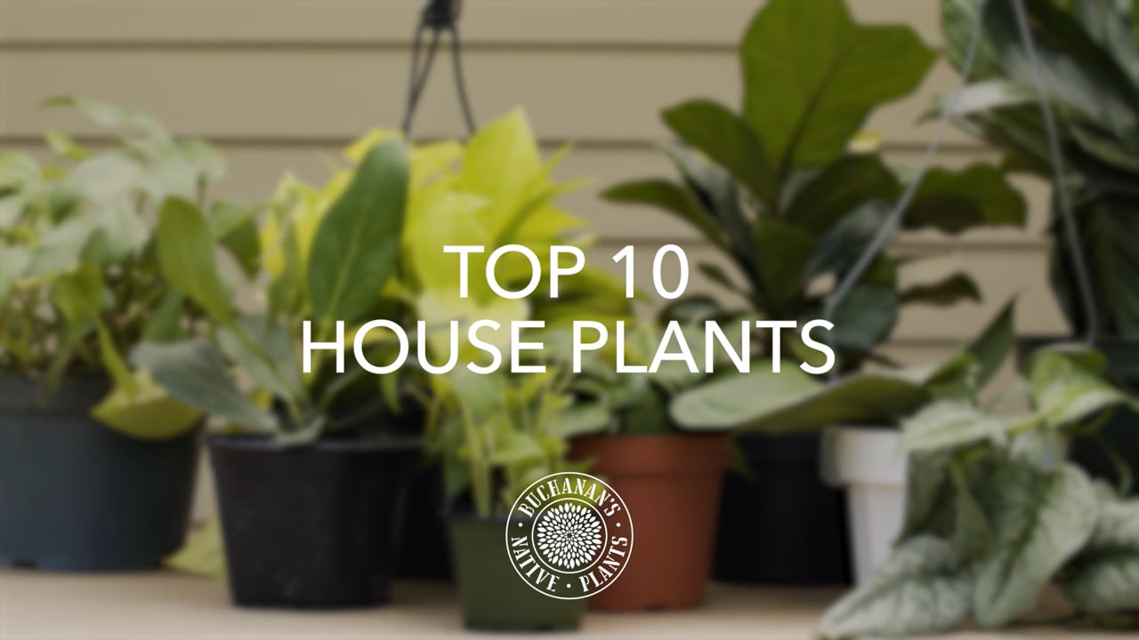 Top 10 House Plants