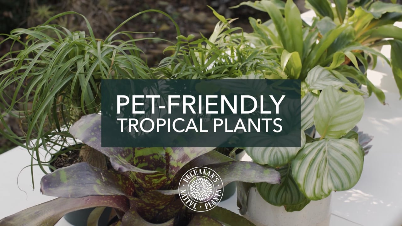 Pet-Friendly Tropical Plants