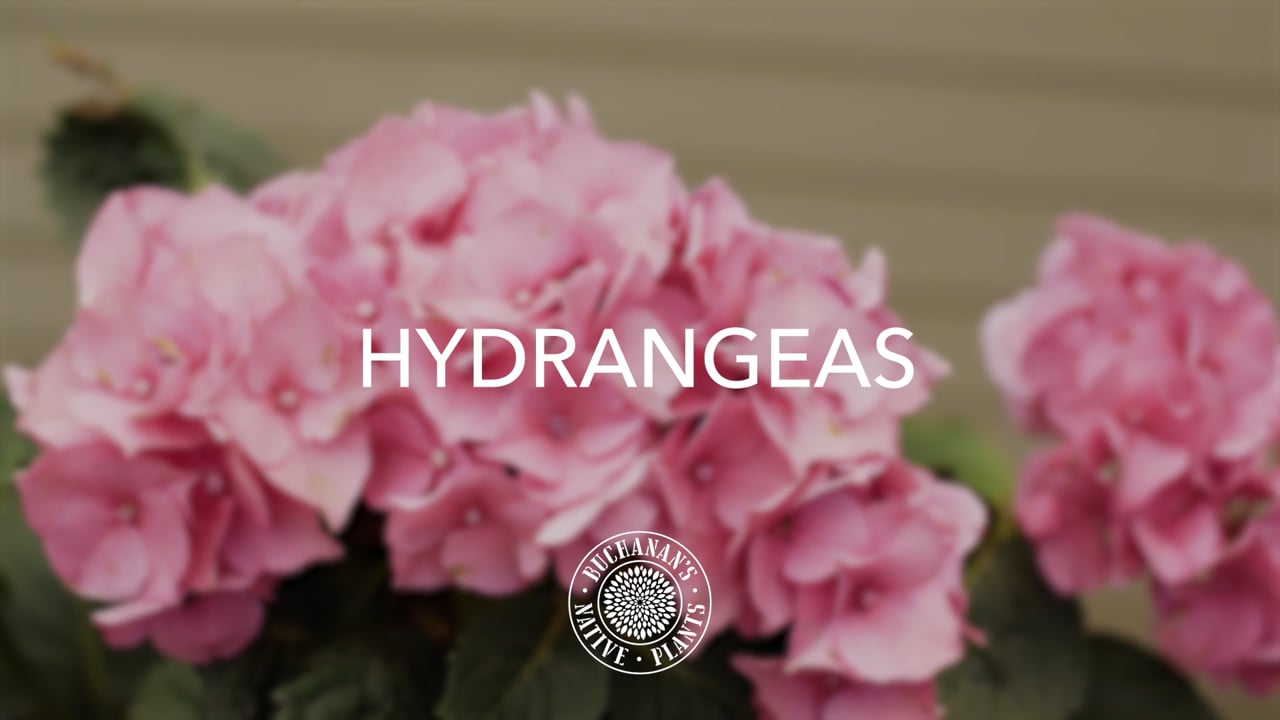 Hydrangea Tips