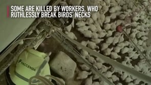 Animal Equality investigation – Abuse and cannibalism filmed on British chicken farms