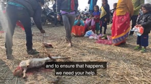 Animal Equality investigation – Animal sacrifices continue at the Gadhimai temple