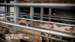 Animal Equality investigation – Cruelty in Italian pig slaughterhouse