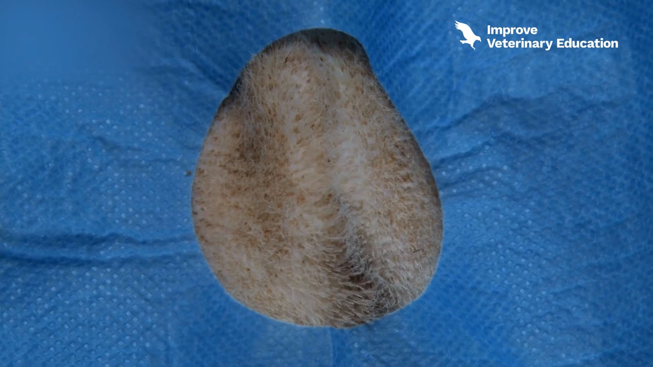 Castration in dogs (closed and open technique)