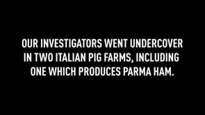 Animal Equality investigation – Severe abuse inside Italian pig farms supplying Parma ham