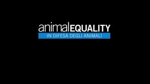 Animal Equality investigation – Shocking undercover investigation into lambs industry in Italy