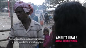 Animal Equality investigation – The massive killing during the 2019 Gadhimai Festival