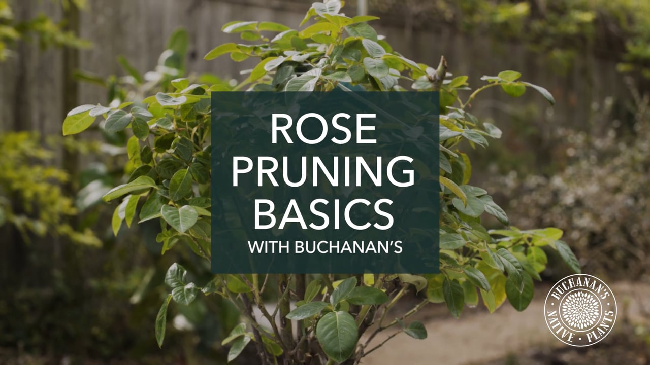 Rose Pruning Basics