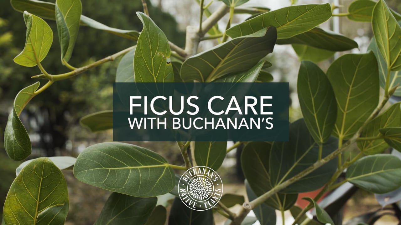 Ficus Care