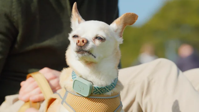 Beep beep shop dog tracking system