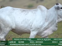 Lote 01