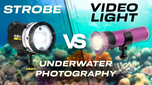 Strobes vs. Video Lights | The Best Light For Underwater Photography