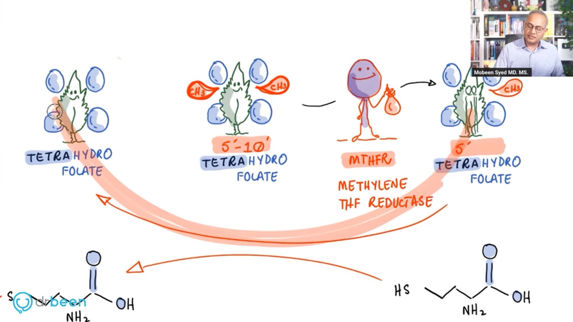 MTHFR Enzyme Deficiency and Cardiovascular Health