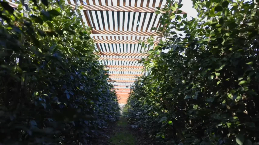 The Camellia plant from Continental Floral Greens
